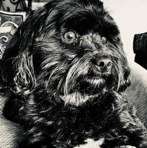 Meet your Posher, Sue